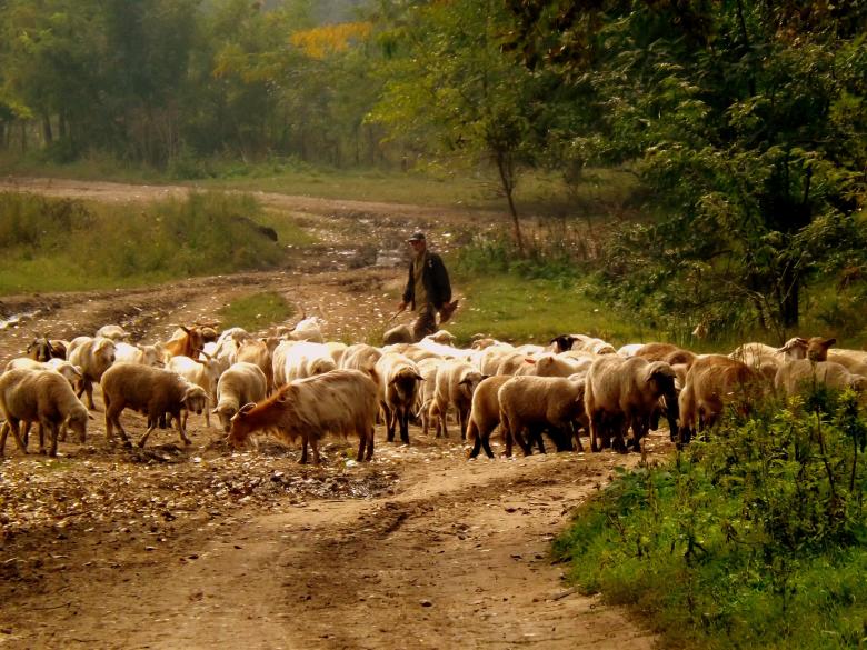 Free stock image of Herd created by Pixabay