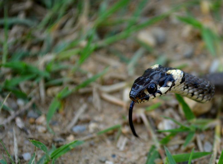 Free stock image of Snake created by Pixabay