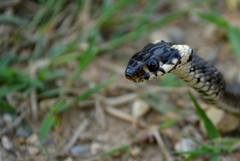 Free stock image of Snake created by Pixabay