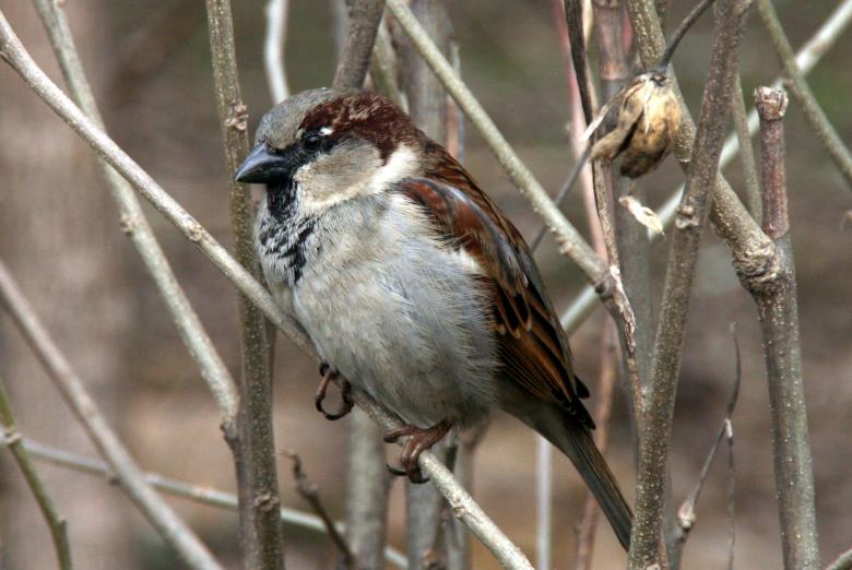 Free stock image of Bird created by Pixabay
