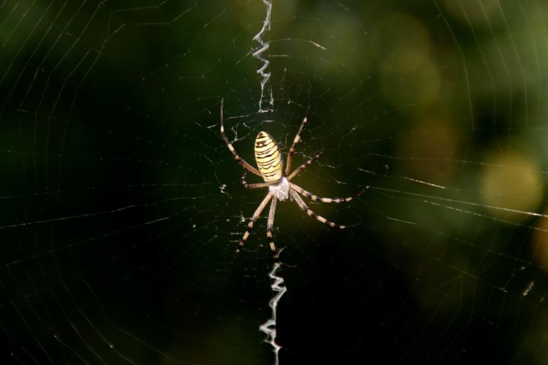 Free stock image of Spider web created by Pixabay