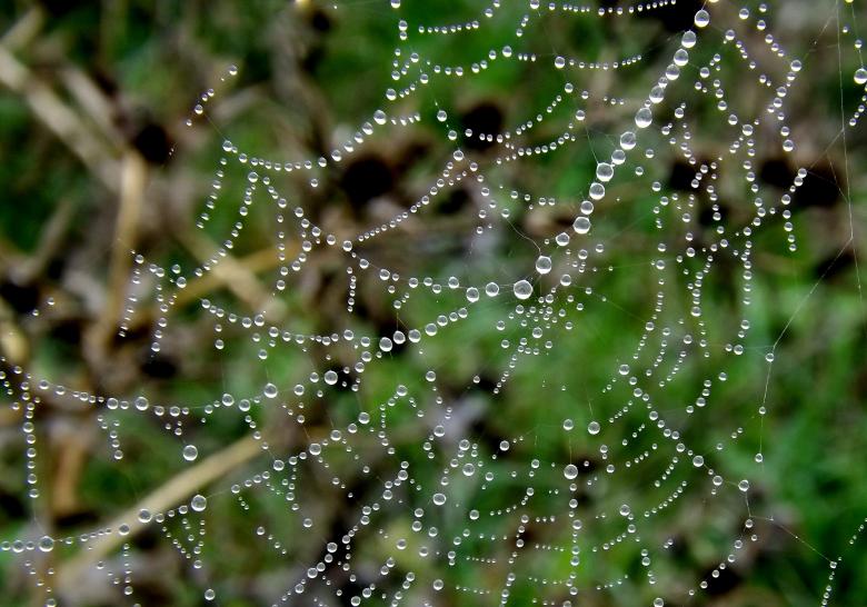 Free stock image of Droplets on Spiderweb created by Pixabay