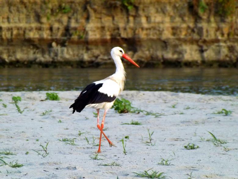 Free stock image of Long Legs created by Pixabay