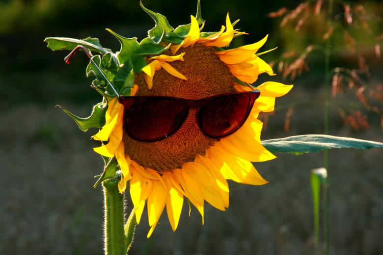 Free stock image of Flower created by Pixabay