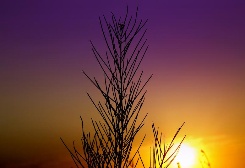 Free stock image of Nature created by Pixabay