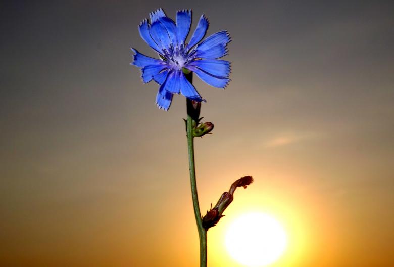 Free stock image of Flower created by Pixabay