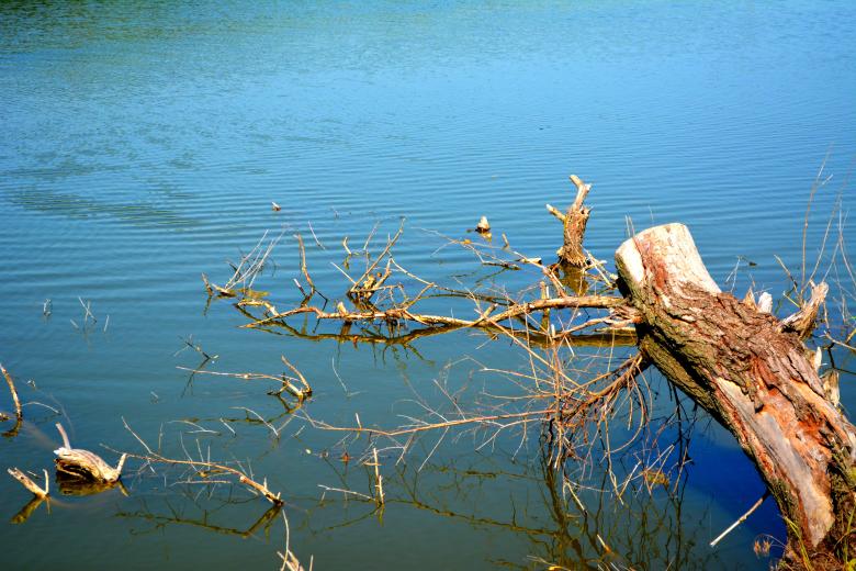 Free stock image of Tree created by Pixabay