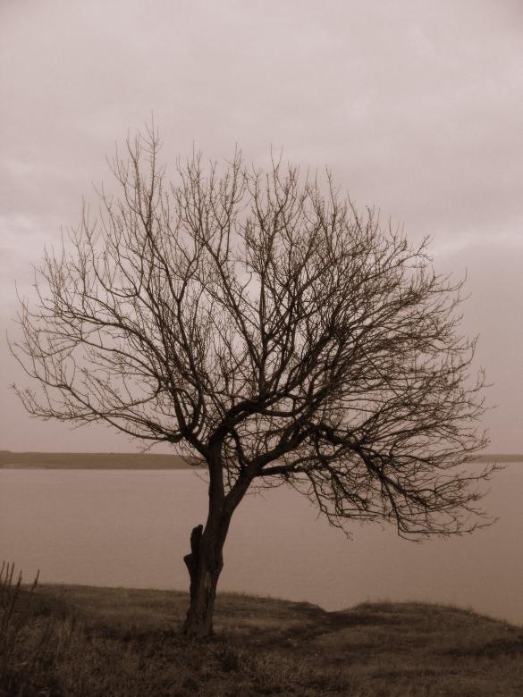 Free stock image of Lonely Tree created by Pixabay