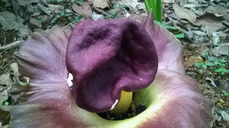 Free stock image of Elephant Yam Flower created by Tona sam