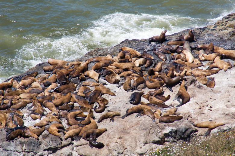 Free stock image of Sea lions created by Geoffrey Whiteway