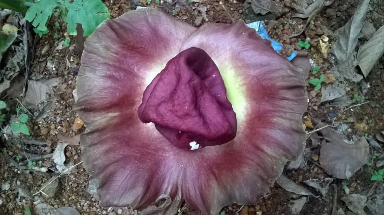Free stock image of Elephant Yam Flower Top View created by Tona sam