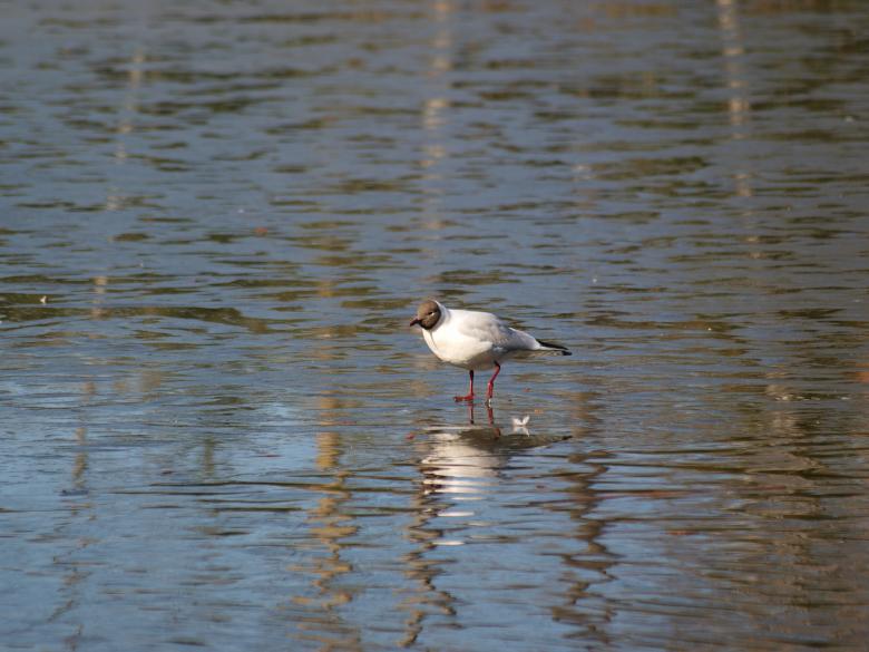 Free stock image of Segulls on half frozen lake created by Marko Mäkinen