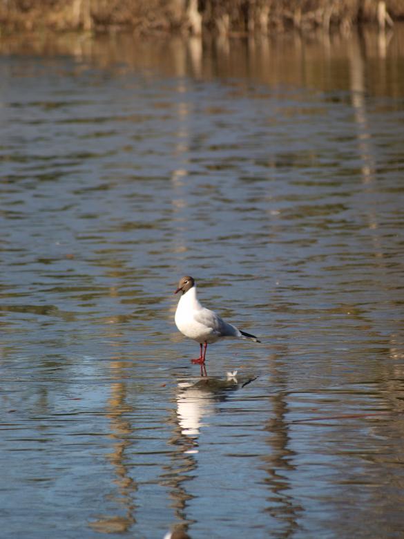 Free stock image of Segulls on half frozen lake created by Marko Mäkinen