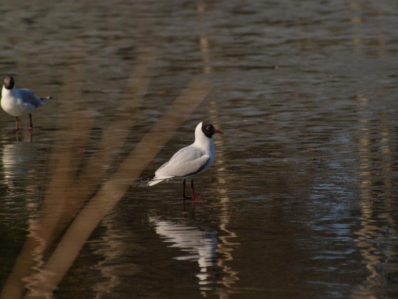 Free stock image of Segulls on half frozen lake created by Marko Mäkinen