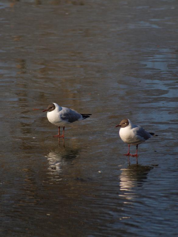 Free stock image of Segulls on half frozen lake created by Marko Mäkinen