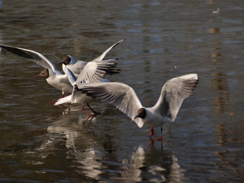 Free stock image of Segulls on half frozen lake created by Marko Mäkinen