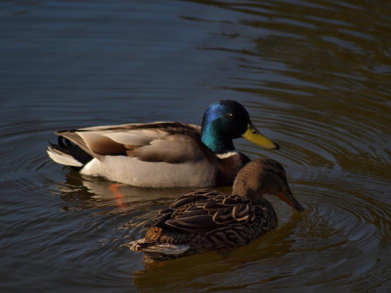 Free stock image of Ducks created by Marko Mäkinen