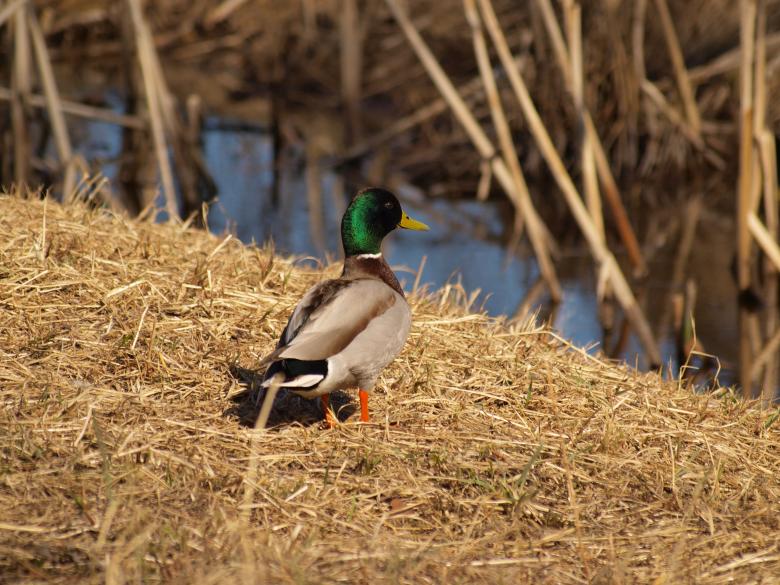 Free stock image of Ducks created by Marko Mäkinen