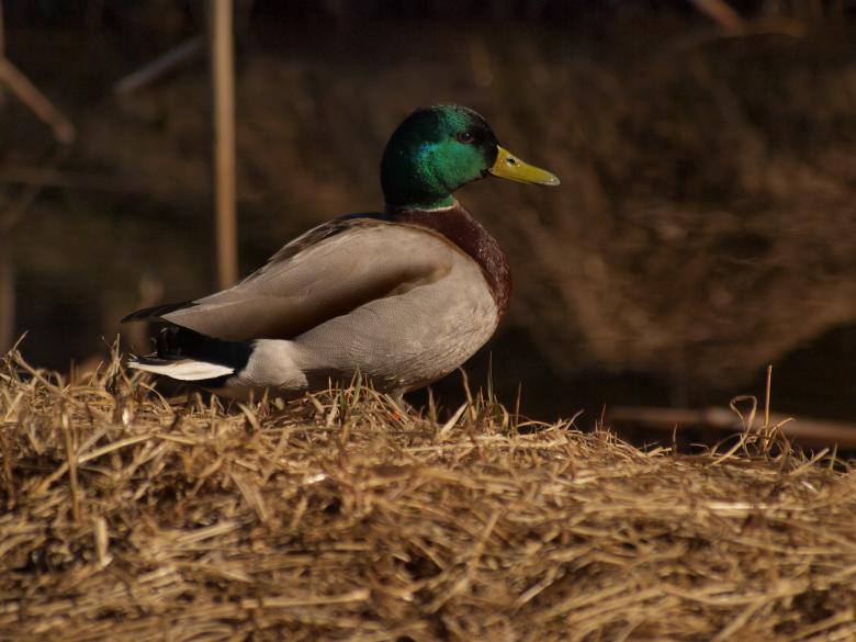Free stock image of Ducks created by Marko Mäkinen