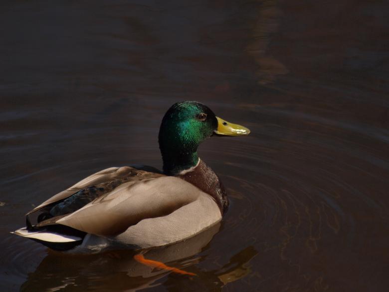 Free stock image of Ducks created by Marko Mäkinen