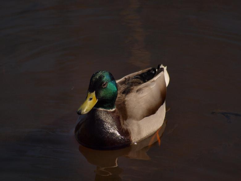 Free stock image of Ducks created by Marko Mäkinen