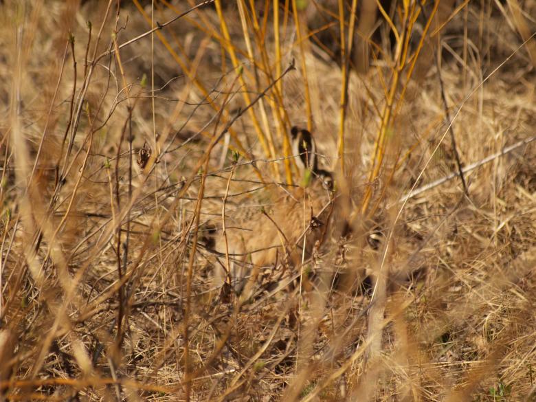 Free stock image of Rabbit created by Marko Mäkinen