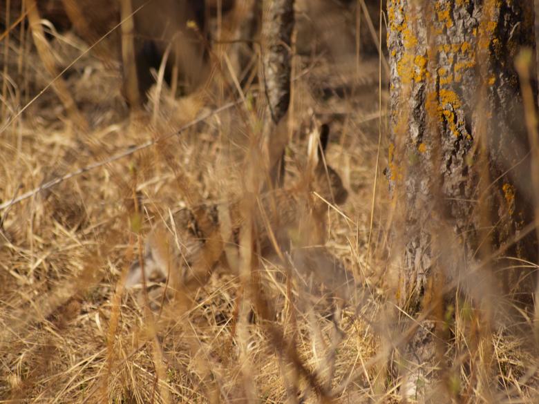 Free stock image of Rabbit created by Marko Mäkinen