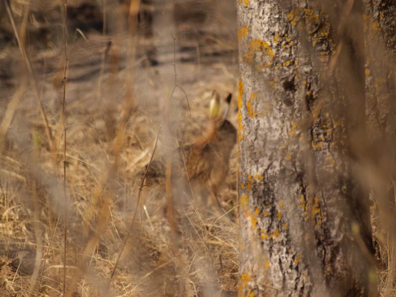 Free stock image of Rabbit created by Marko Mäkinen