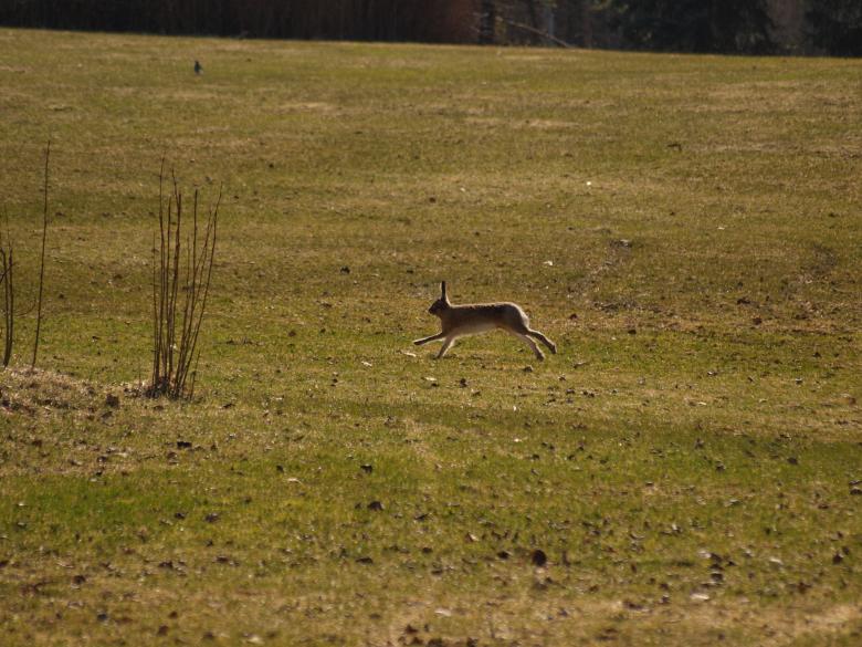 Free stock image of Rabbit created by Marko Mäkinen