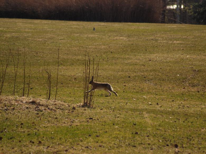 Free stock image of Rabbit created by Marko Mäkinen