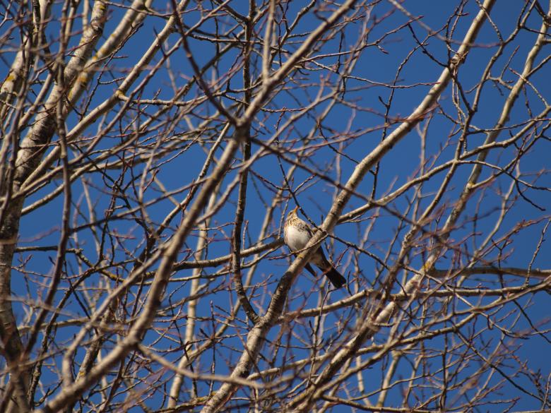 Free stock image of Birds created by Marko Mäkinen