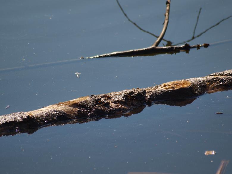 Free stock image of tree stump created by Marko Mäkinen