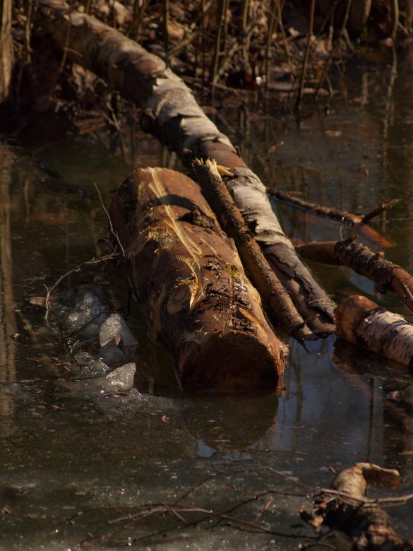 Free stock image of tree stump created by Marko Mäkinen