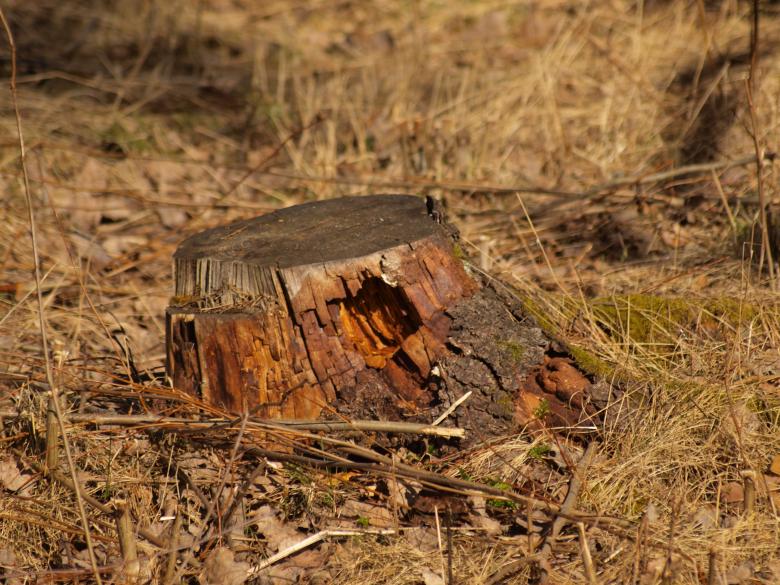 Free stock image of tree stump created by Marko Mäkinen