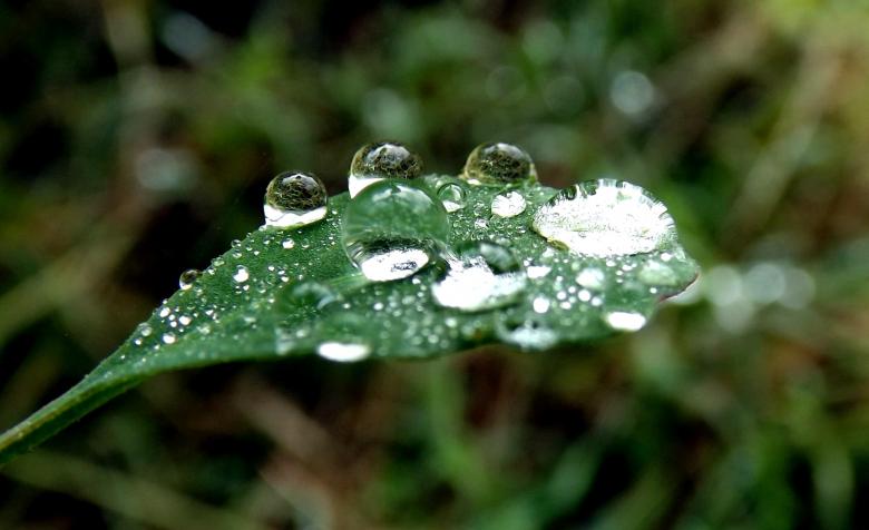 Free stock image of Dew  created by Pixabay