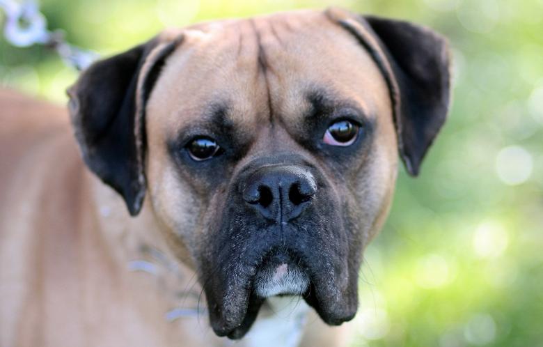 Free stock image of Pet created by Pixabay