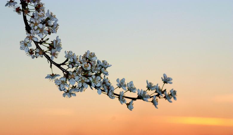 Free stock image of White Flowers created by Pixabay