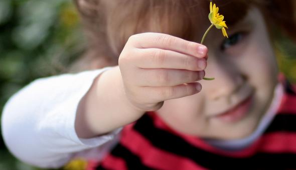 Free Stock Photo of Little Flower