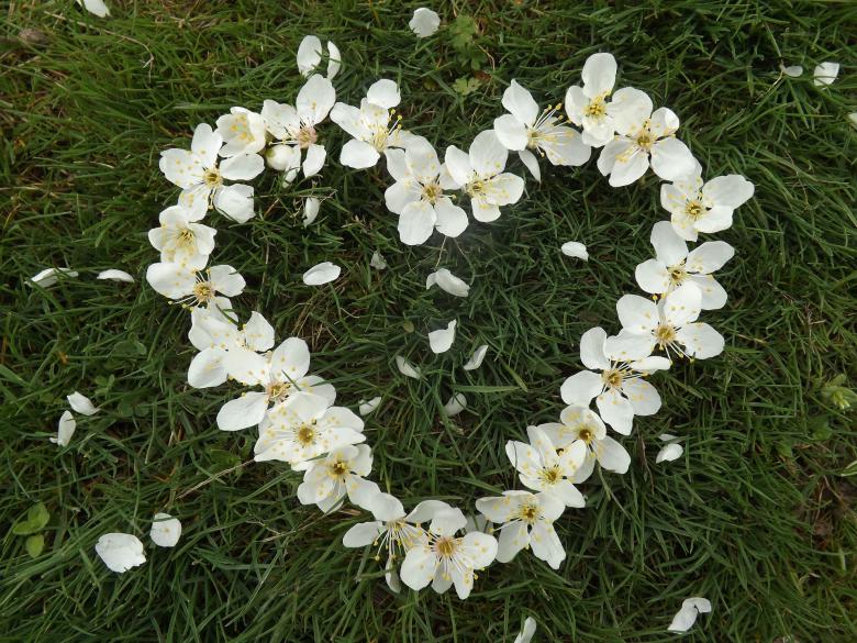 Free stock image of Flower Heart created by Pixabay