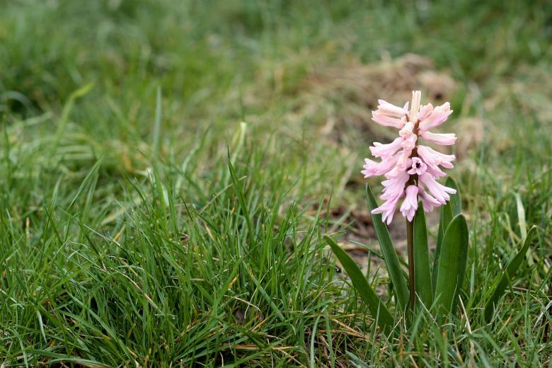 Free stock image of Hyacinth created by Pixabay