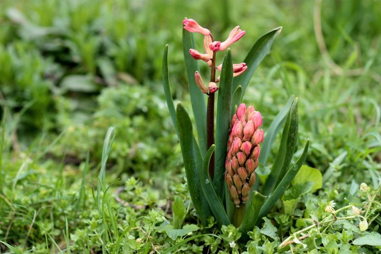 Free stock image of Hyacinth created by Pixabay