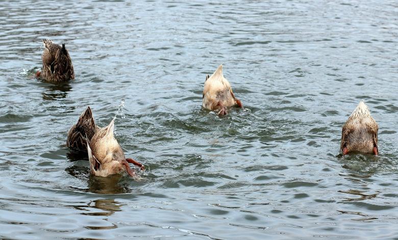 Free stock image of Swimmers created by Pixabay