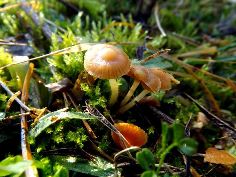 Free stock image of Mushrooms created by Pixabay
