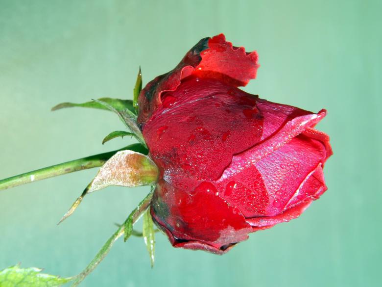 Free stock image of Red Garden Rose created by Pixabay