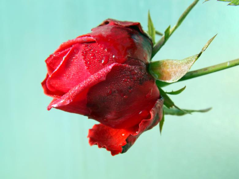 Free stock image of Rose created by Pixabay