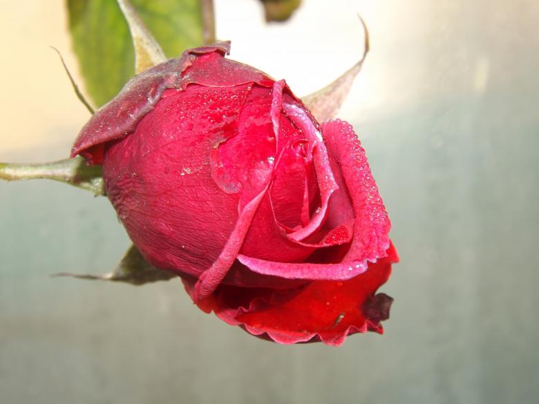 Free stock image of Fresh Rose created by Pixabay