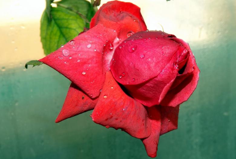 Free stock image of Garden Rose created by Pixabay