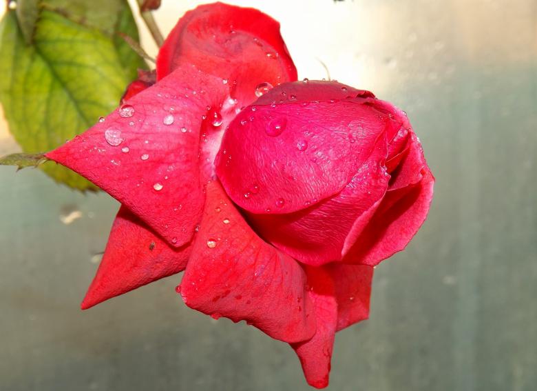 Free stock image of Red Rose created by Pixabay