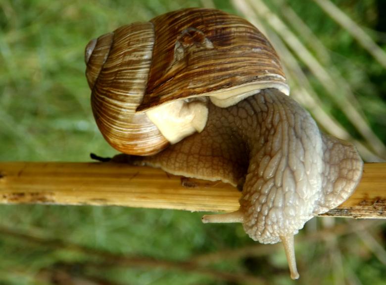Free stock image of Snail created by Pixabay