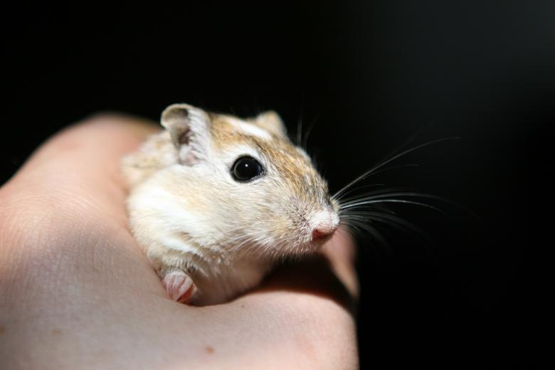 Free stock image of Adorable Mouse created by Pixabay